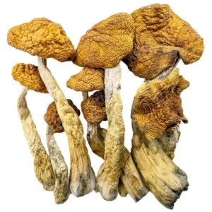 buying psilocybin mushrooms online