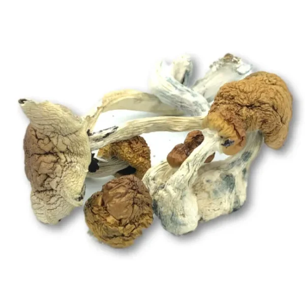 Mexican Cubensis Mushrooms