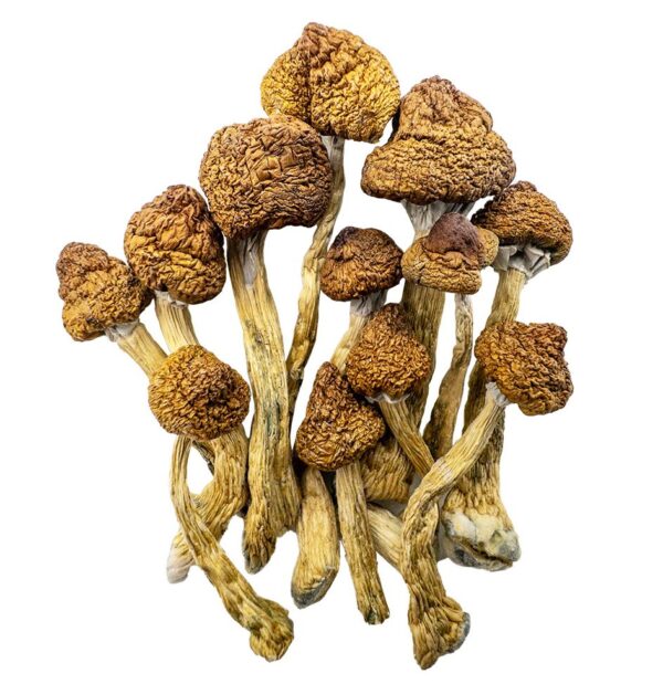 Brazilian Cubensis Mushrooms